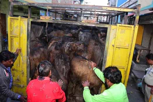 You are currently viewing कत्लखानों पर बड़ी कार्रवाई, 55 पाड़े, 1 क्विंटल मांस, 3 फ्रीजर 17 तराजू, 28 छूरी और एक इलेक्ट्रिक कांटा जब्त