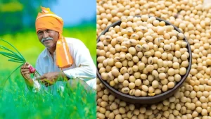 Read more about the article MSP पर सोयाबीन खरीदी 25 अक्टूबर से होगी शुरू, CM मोहन यादव X पर दी जानकारी