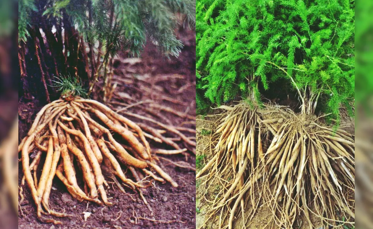 Read more about the article महिलाओं के लिए वरदान: जानिए कैसे शतावरी PCOS, हार्मोनल असंतुलन और बांझपन में करती है मदद