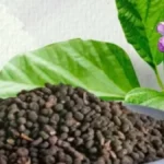 त्वचा रोगों से लेकर हड्डियों की मजबूती तक… चमत्कारी औषधि है बाकुची, लेकिन बिना सलाह बना सकती है खतरा!