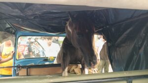 Read more about the article जबलपुर के नागरथ चौक पर भिड़े दो बेकाबू घोड़े, शोरूम में तोड़फोड़ और ई-रिक्शा में घुसकर तीन को किया घायल; लोग बोले – पहले भी की थी शिकायत!