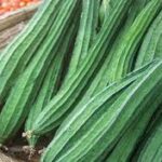 तोरई: एक सादी दिखने वाली सब्जी जो सेहत का खजाना है – जानिए इसके जबरदस्त फायदे!