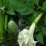 भांग, आक, धतूरा और बेलपत्र: शिव पूजा की इन वस्तुओं के पीछे छिपे गहरे स्वास्थ्य और आध्यात्मिक रहस्य