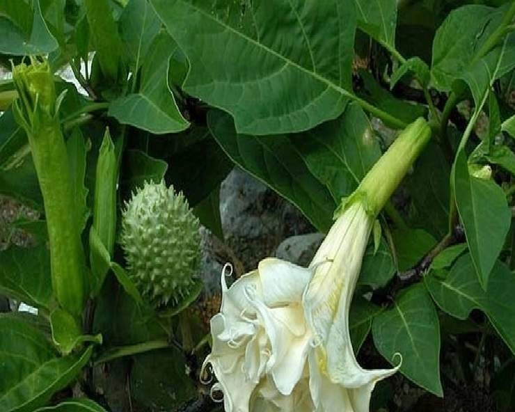 Read more about the article भांग, आक, धतूरा और बेलपत्र: शिव पूजा की इन वस्तुओं के पीछे छिपे गहरे स्वास्थ्य और आध्यात्मिक रहस्य