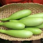 लौकी: सिर्फ सब्जी नहीं, सेहत का खजाना — जानिए इसके चमत्कारी फायदे और सही सेवन का तरीका