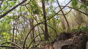 Read more about the article सुकमा में IED ब्लास्ट, महिला आरक्षक घायल, जवानों ने गोगुंडा पहाड़ी में सर्चिंग की तेज