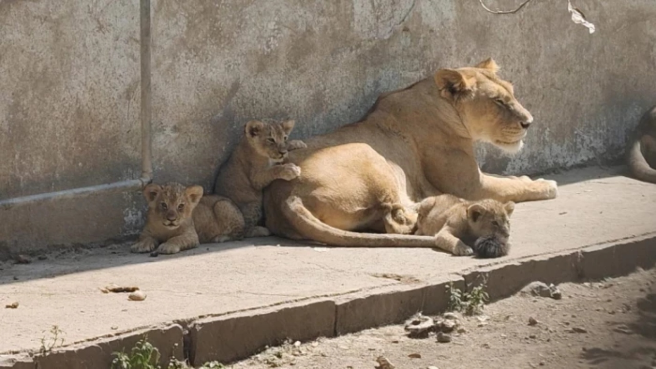 इंदौर चिड़ियाघर से आई खुशखबरी, शेरनी मेघा ने 3 शावकों को दिया जन्म